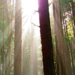 1480734_364869896984555_701310794_n