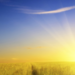 bg-sun-grass-field-3