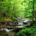 Creek-Trail-Seneca_ForestWander