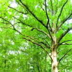 Meta Slider – HTML Overlay – bg-tree04web