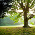 Meta Slider – HTML Overlay – Home-Tree