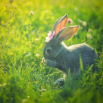 Rabbit-Nature-Photography