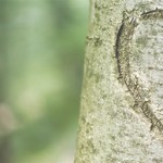 12_ww_graphic_romance_with_jesus