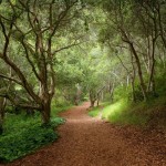 forest roads 1600×1200 wallpaper_www.wallpaperfo.com_19