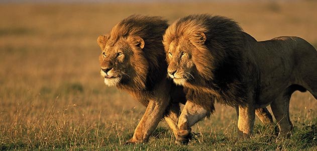 two-male-lions-Kenya-631.jpg__800x600_q85_crop