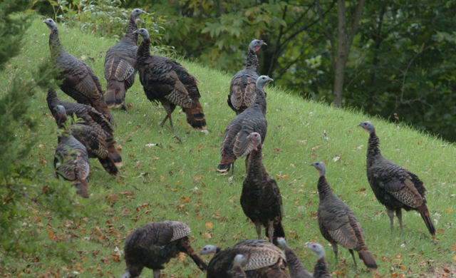 web1_11-22-Wild-Turkeys
